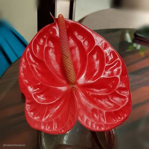 High angle view of red berries on table