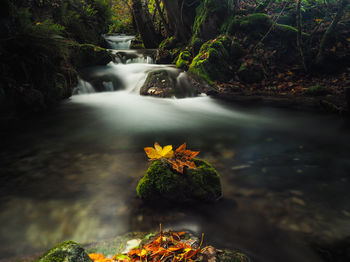 Scenic view of waterfall in forest