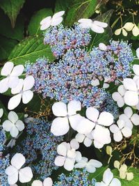 Close-up of white flowers