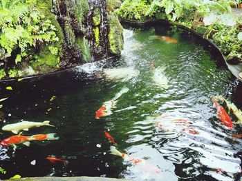 High angle view of koi carps swimming in lake