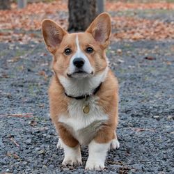 Portrait of dog standing on land