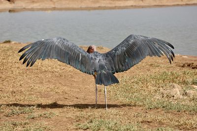 Close-up of bird