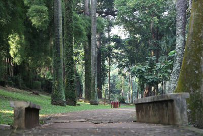 Footpath amidst trees in forest