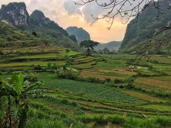 Scenic view of rice field against sky