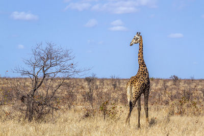 Giraffe standing on land against sky