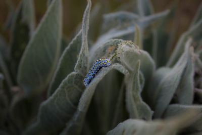 Close-up of blue caterpillar