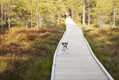 Rear view of dog on boardwalk