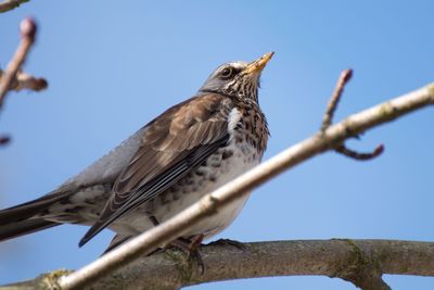 Low angle view of bird perching on tree against sky