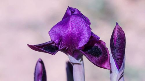 Close-up of purple iris