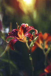 Close-up of water drops on fresh red day lily blooming outdoors