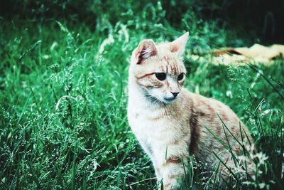 Cat looking away on field