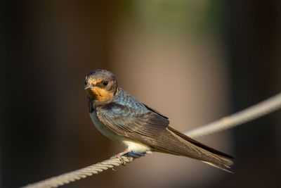 Close-up of bird perching on twig