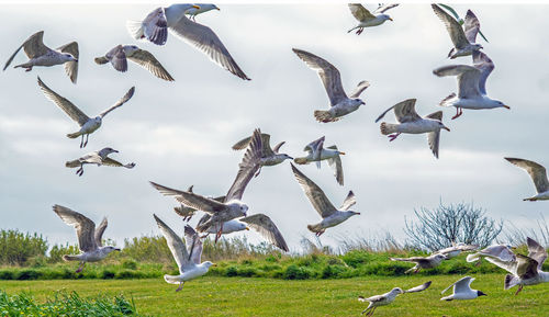 Seagulls flying in the sky