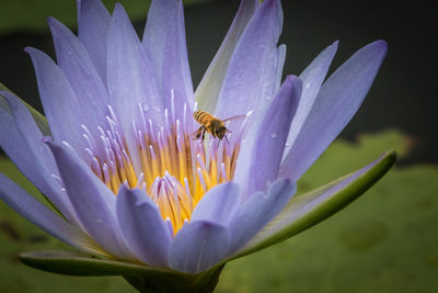 Close-up of bee pollinating on wet blue lotus