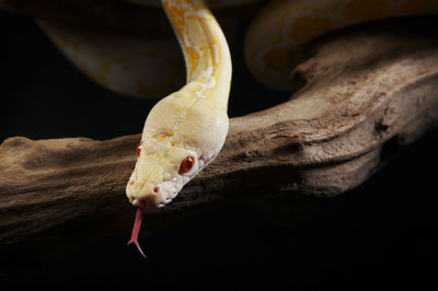 Close-up of jellyfish