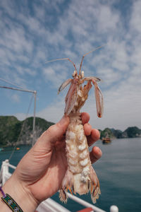 Cropped image of hand holding mantis shrimp
