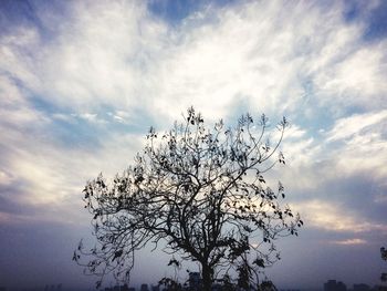 Low angle view of silhouette tree against sky