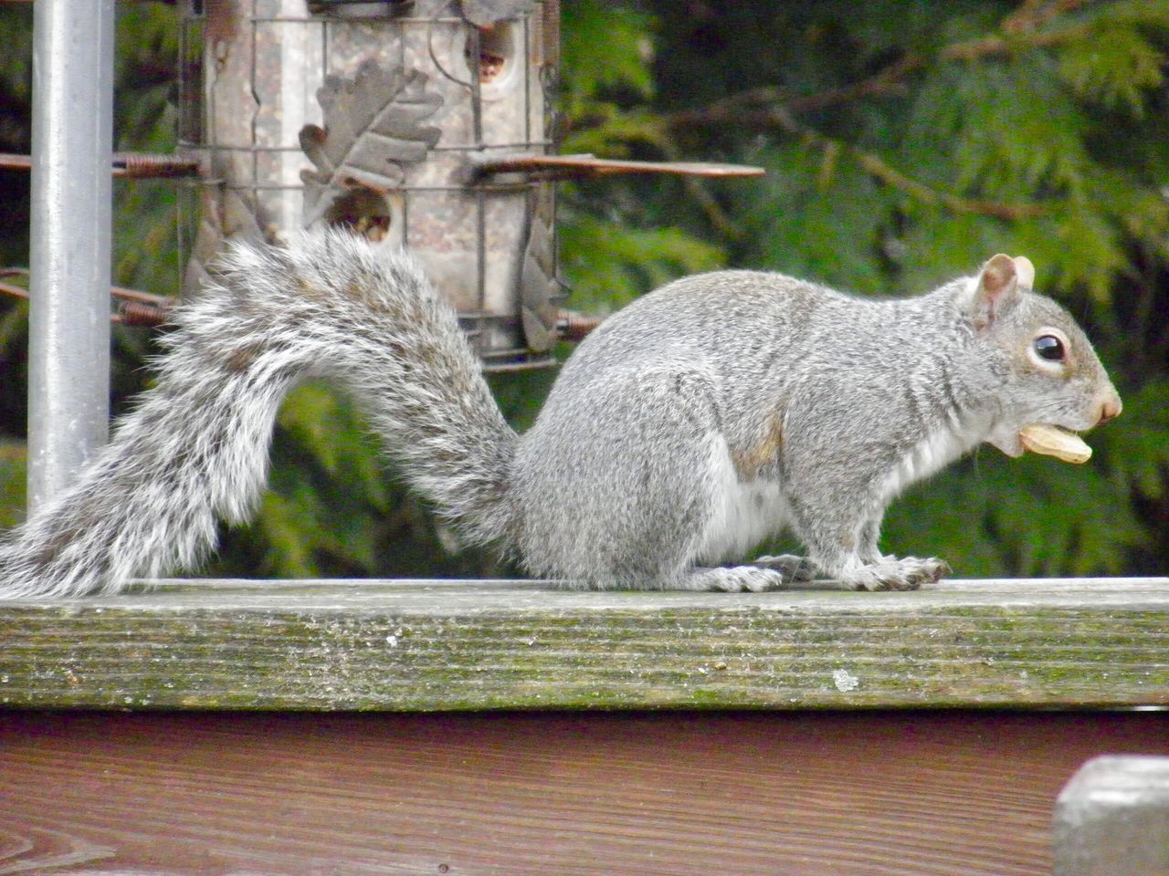 CLOSE-UP OF SQUIRREL ON TREE