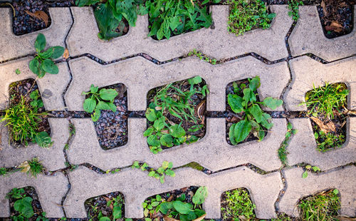 High angle view of plants growing on footpath