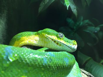 Close-up of green lizard