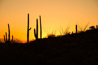 Silhouette cactus on field against sky during sunset