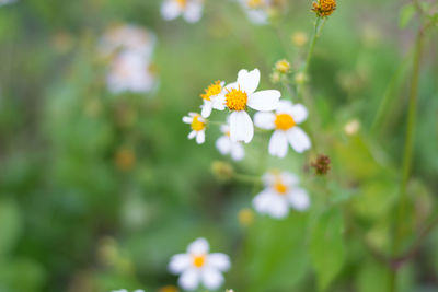 Close-up of white daisy flowers