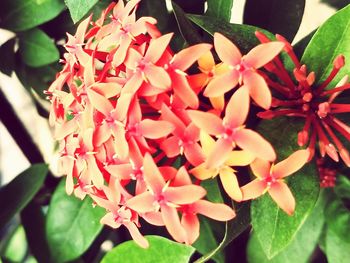 Close-up of red flowers blooming outdoors