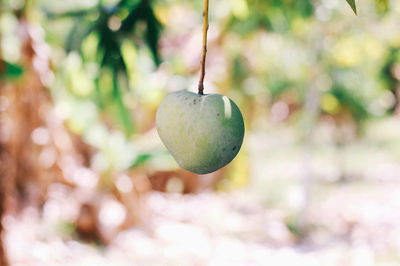 Close-up of fruits growing on tree