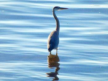 Birds in calm water