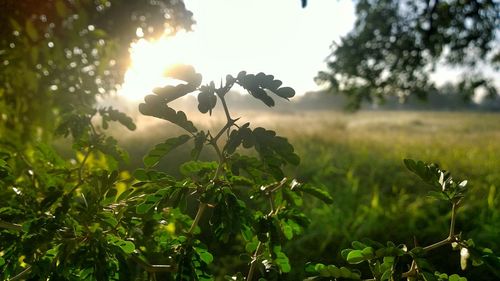 Sun shining through plants