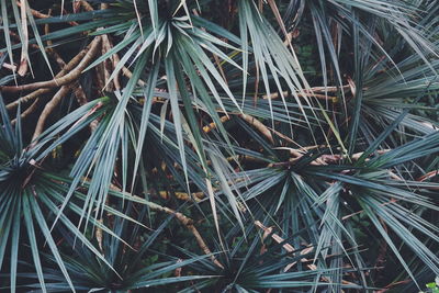 Full frame shot of leaves