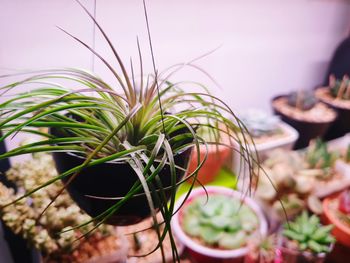 Close-up of potted plant