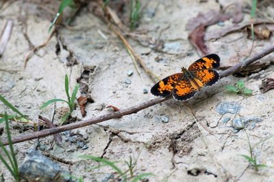 High angle view of butterfly on ground