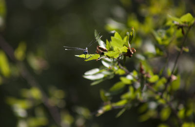 Swamp darner dragonfly perched on a green leaf