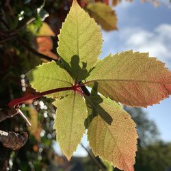 Close-up of maple leaves on tree