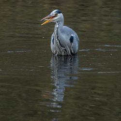 High angle view of gray heron on lake