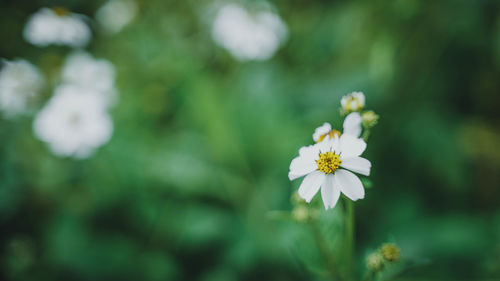 Close-up of white flowering plant