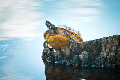 Yellow-bellied eared turtle sitting on a tree trunk in a pond, trachemys scripta scripta