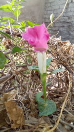 Close-up of pink flower blooming outdoors