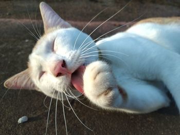 Close-up of cat with eyes closed