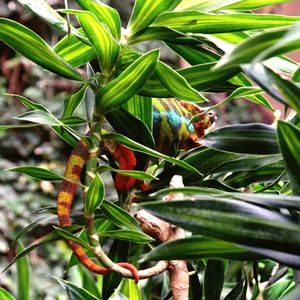 Close-up of butterfly on plant