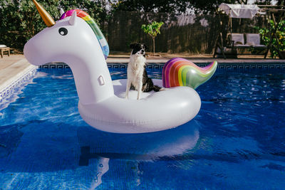 Border collie dog sitting on inflatables unicorn toy in swimming pool. summer time, vacation 