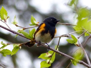 Close-up of bird perching on tree