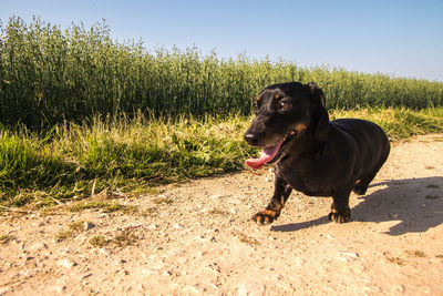 Dog running in field