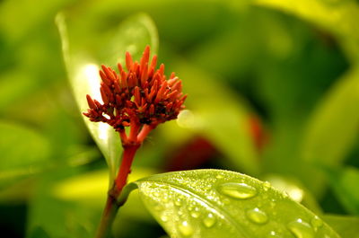 Close-up of flower against blurred background