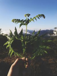 Person holding plant against sky