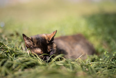 Close-up of a cat on field