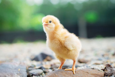 Close-up of a bird