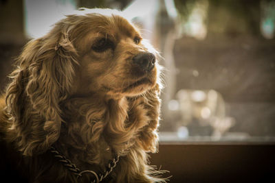 Close-up of dog looking away