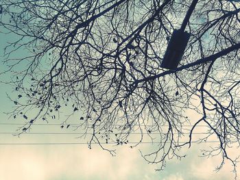 Low angle view of bare trees against sky